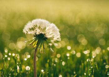 flower 1840005 1280 2025 06 24 091857