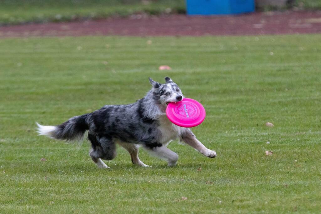 frisbee g8a54062b3 1920 2025 06 30 130137