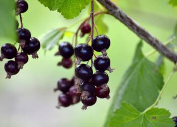 fruit 8160703 1280 2025 06 23 091016