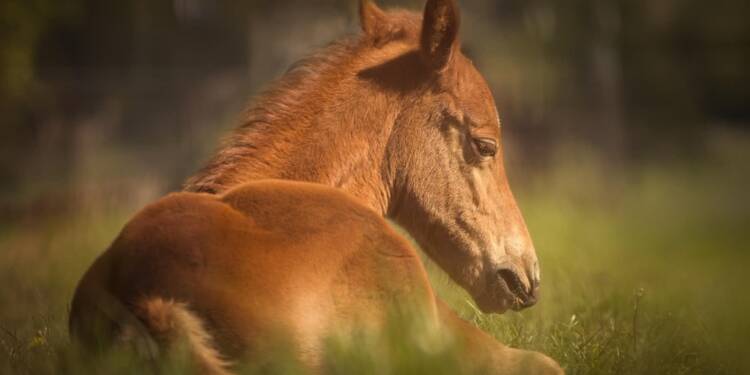 horse 2541932 1280 2025 06 26 200449