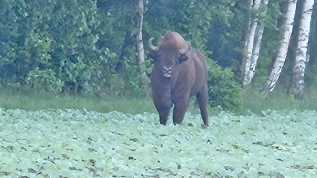 img 20250525 wa0008 2025 06 12 170448