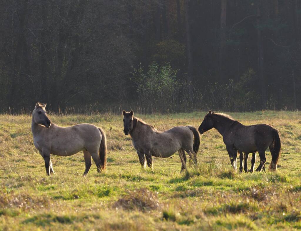 img 20221102 190459 2025 06 20 123844