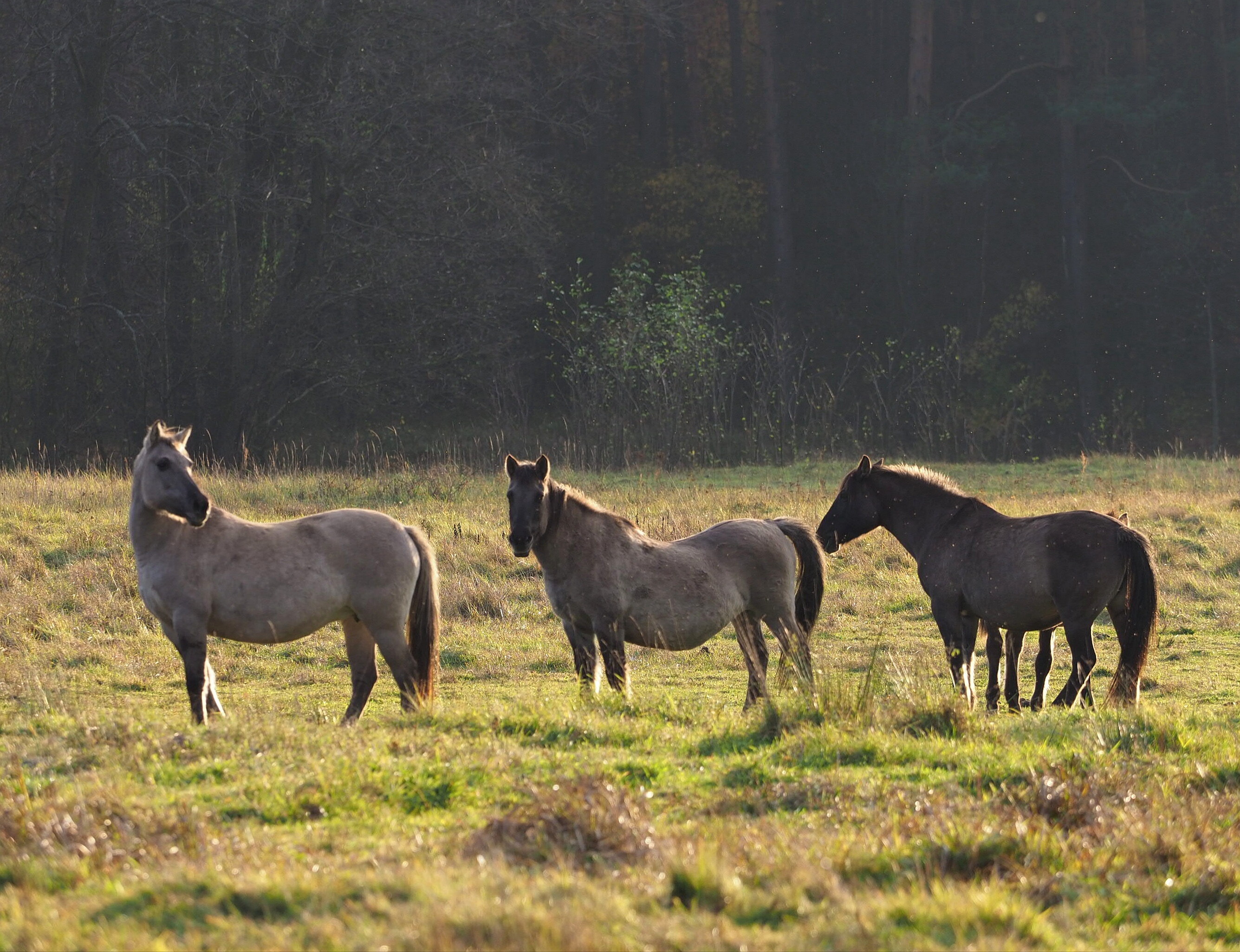 20.06.2025 Hobbici. Z Lubelskiego