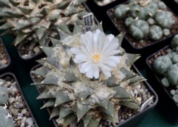 img 9476 2025 06 07 234524