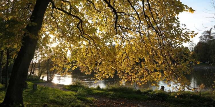 25.06.2025 Dominik Gil „W cieniu starych lip i klonów” 1 linden tree 228225 1920 2025 06 24 141022