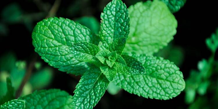 mint 5229226 1280 2025 06 10 103304