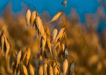 oat 4374938 1280 2025 06 01 122834