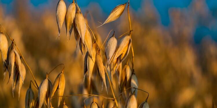 oat 4374938 1280 2025 06 01 122834