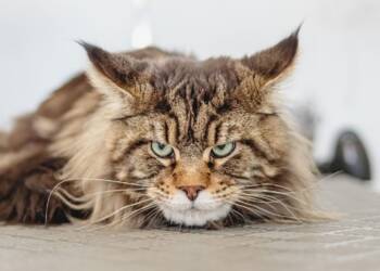 pet 6877246 1280 2025 06 04 094001