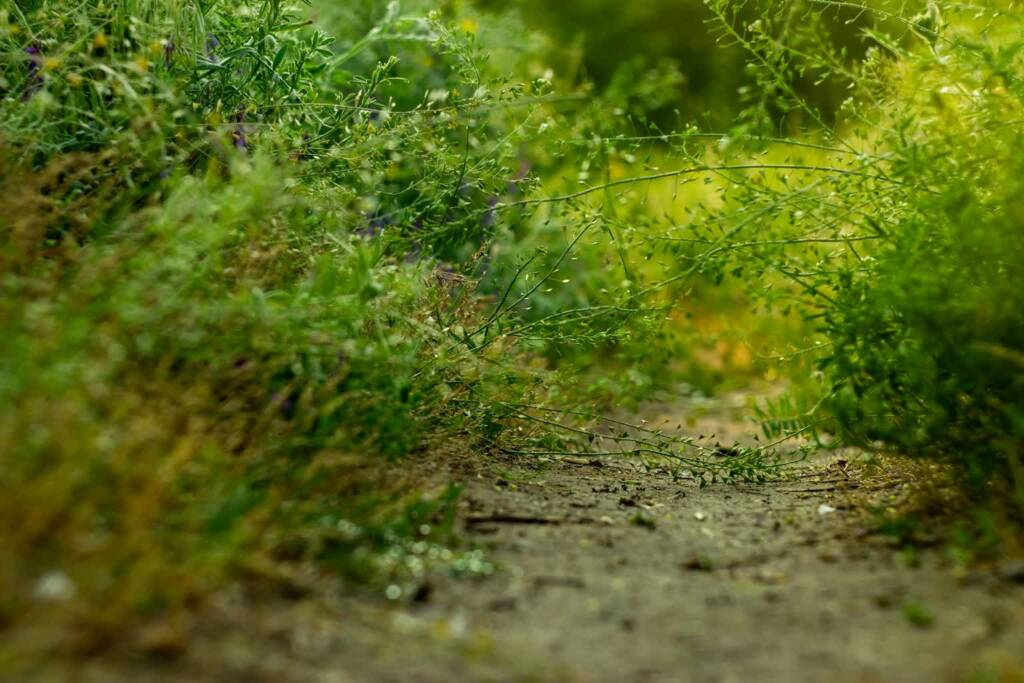 pexels 1867757710 32390058 2025 06 06 135212