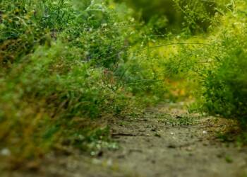 pexels 1867757710 32390058 2025 06 06 135212