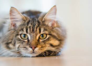 pexels ingewallu 126407 2025 06 06 065100