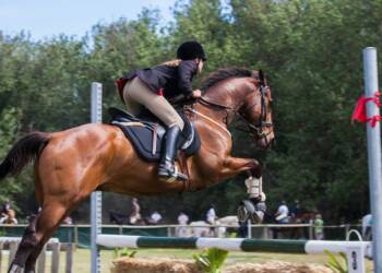 pexels jvdm 1559388 2025 06 24 135539