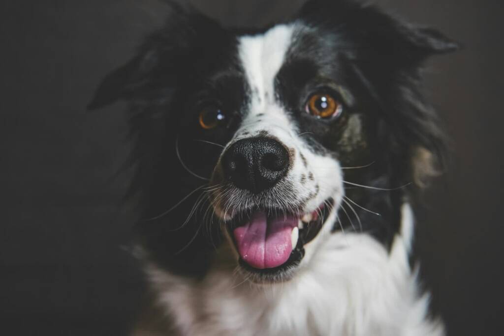 pexels mykhailo petrenko 2152927294 32635875 2025 06 24 091802