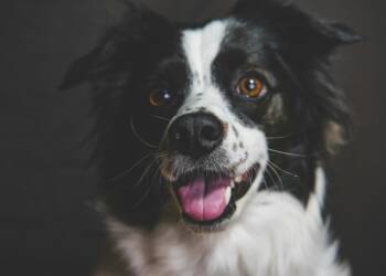 pexels mykhailo petrenko 2152927294 32635875 2025 06 24 091802