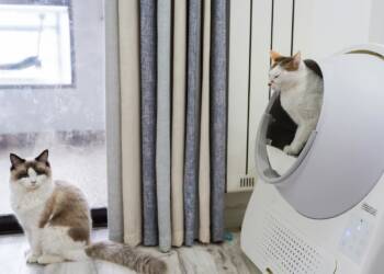 pexels n1ch01as 10672058 2025 06 03 093034