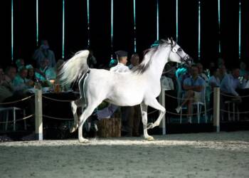 pm aukcja 110824 017 2025 01 22 170728 2025 06 25 192423