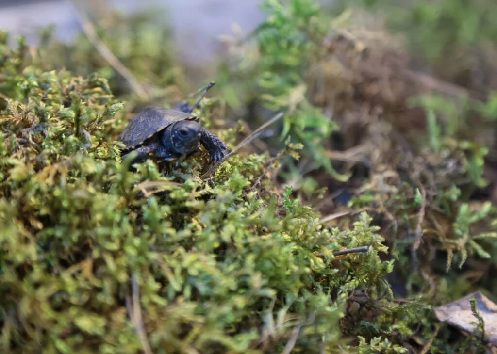 pm zolw 030922 001 2025 06 01 142031