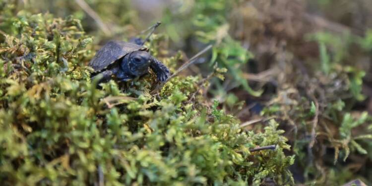 pm zolw 030922 001 2025 06 01 142031