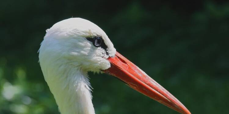 stork 7301068 1280 2025 06 14 084322
