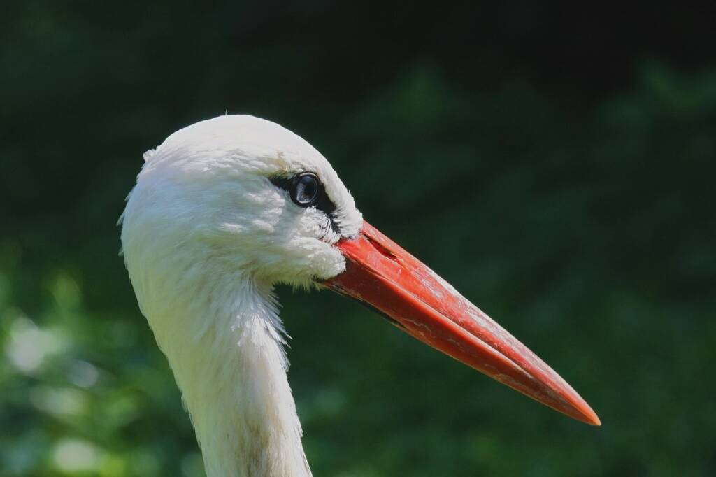 stork 7301068 1280 2025 06 28 094415
