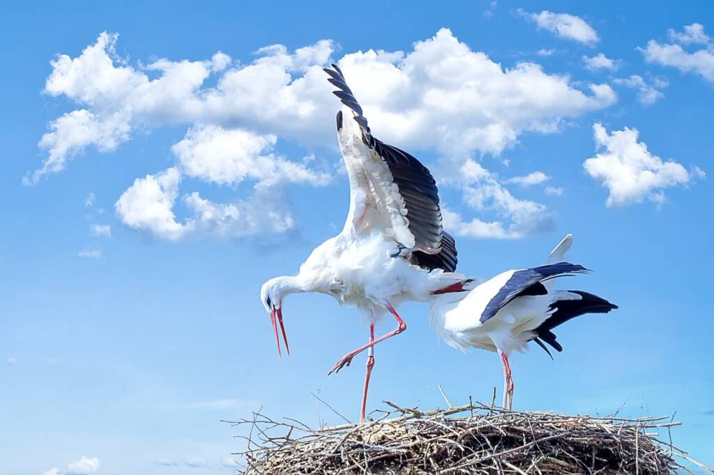 storks 838424 1280 2025 06 21 081203