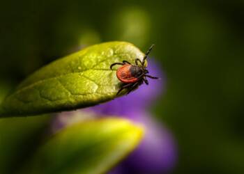 tick 7623961 1280 2025 06 10 182213