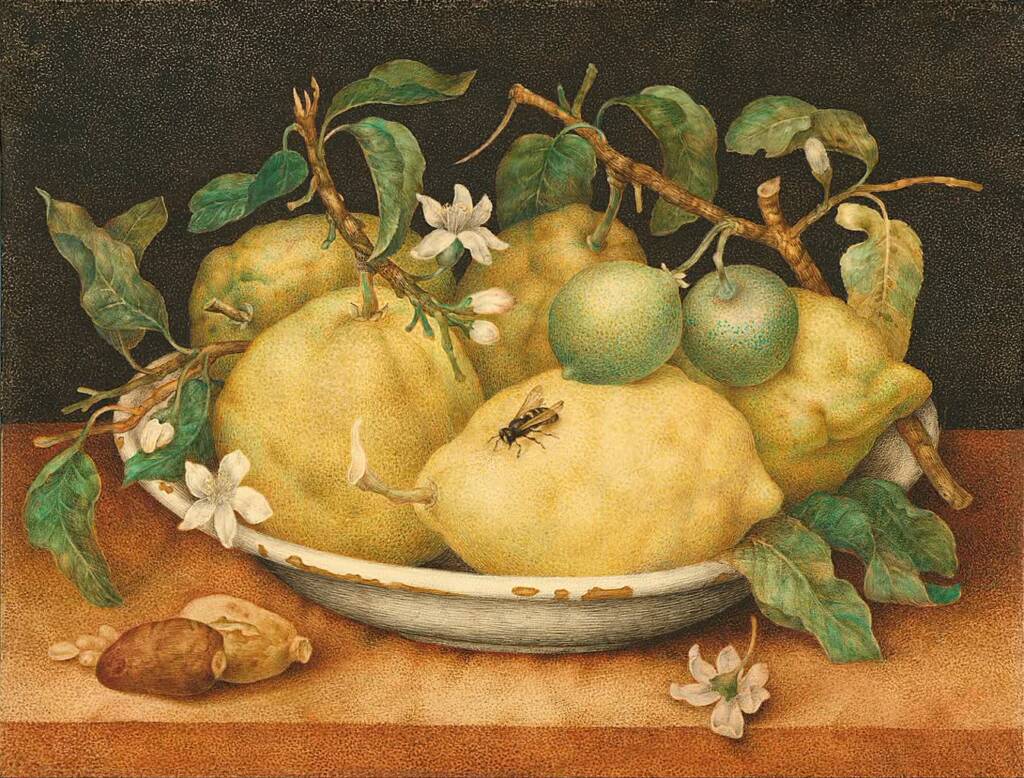 1280px giovanna garzoni italian still life with bowl of citrons google art project 2025 07 18 091624