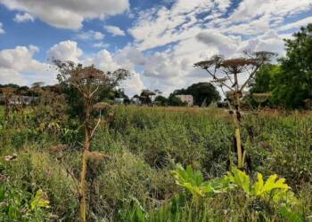 297920777 577726540513482 181833948150111591 n 2025 07 17 183524