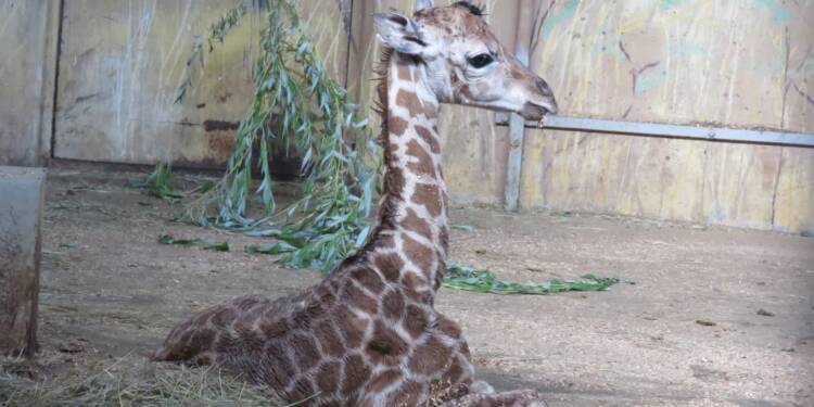 521873303 1213966310774750 6428079700373725273 n 2025 07 22 105403