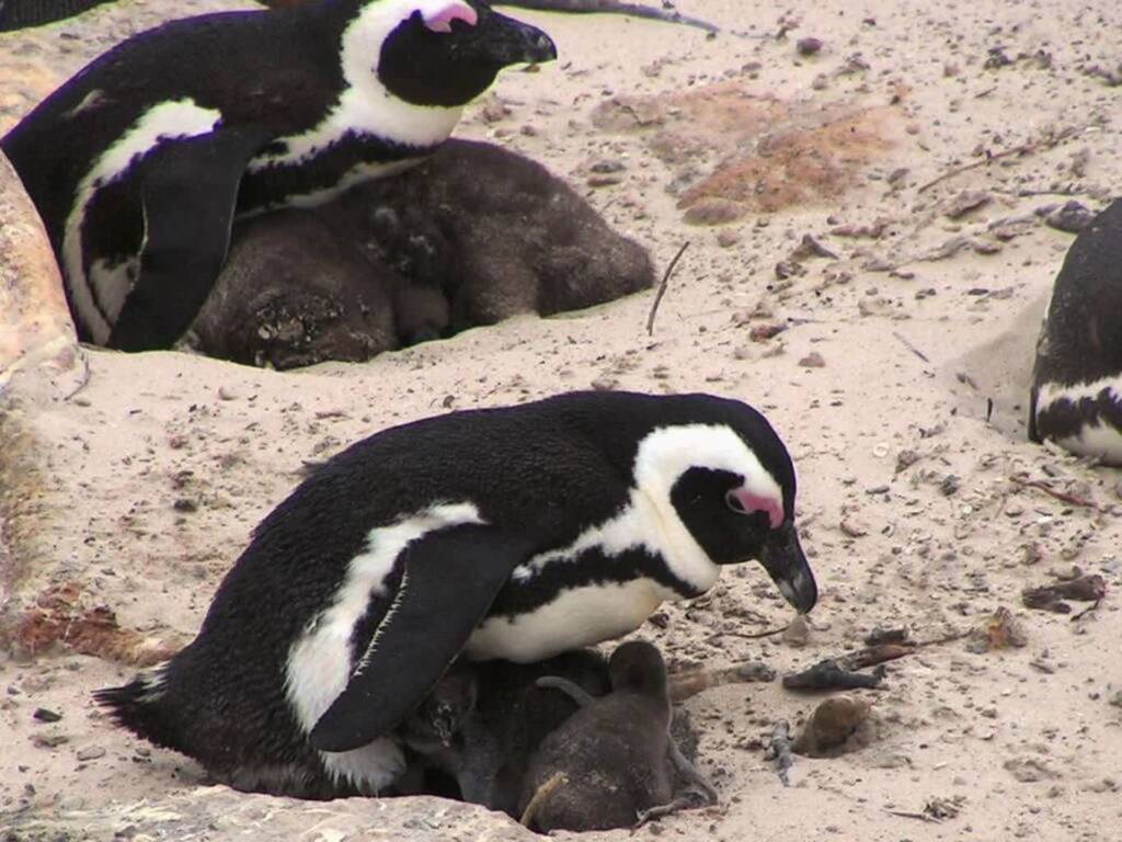 african penguins with chicks 2025 07 01 174100