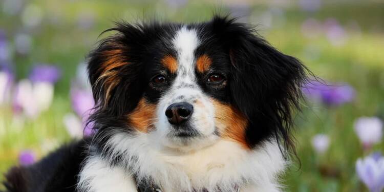 australian shepherd 3237735 1280 2025 07 17 112024