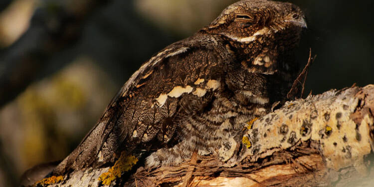 caprimulgus europaeus 1200x855 2025 07 19 072947