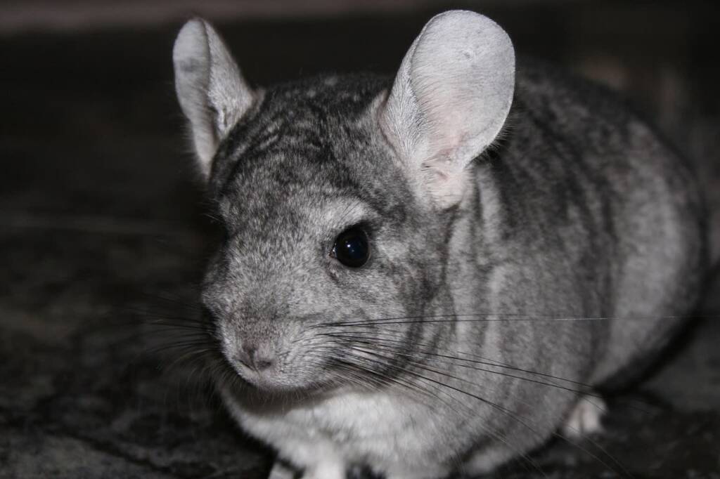 chinchilla 723359 1280 2025 07 10 083504