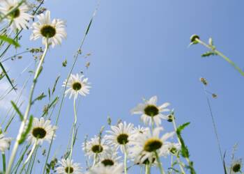 daisies 5343423 1280 2025 07 03 201931