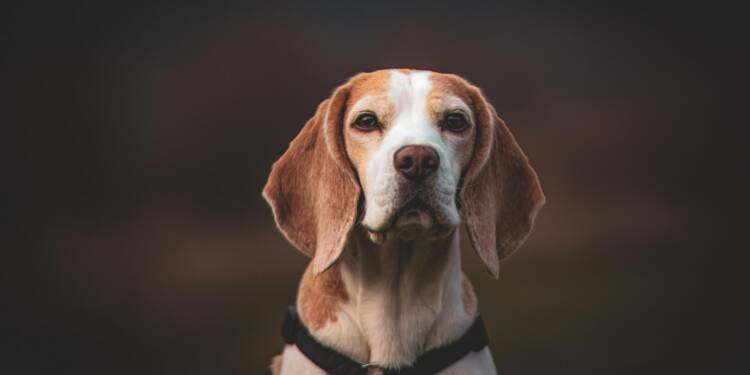 dog 8006807 1280 2025 07 28 114948