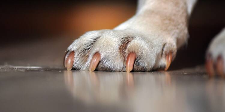 dogs paw 7290819 1280 2025 07 18 083218