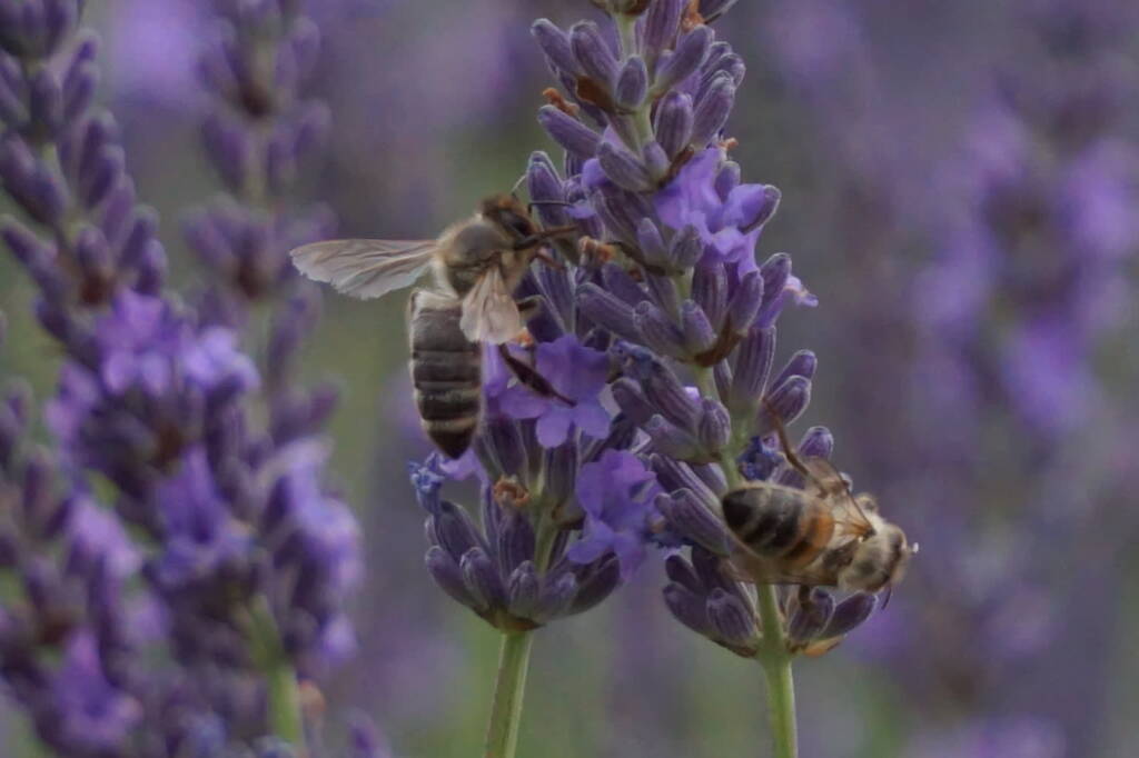 dsc07064 2025 07 09 173314