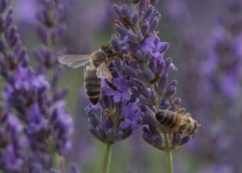 dsc07064 2025 07 09 173314