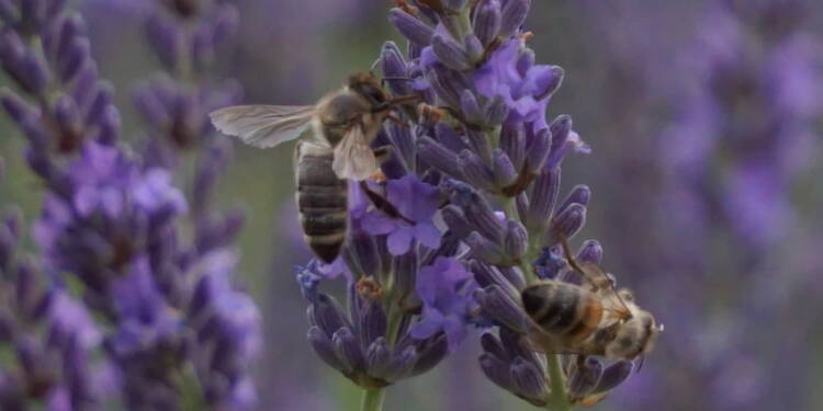 dsc07064 2025 07 09 173314