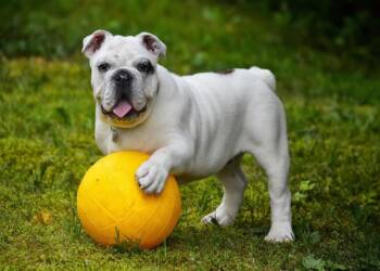 english bulldog 562723 1280 2025 07 30 094007