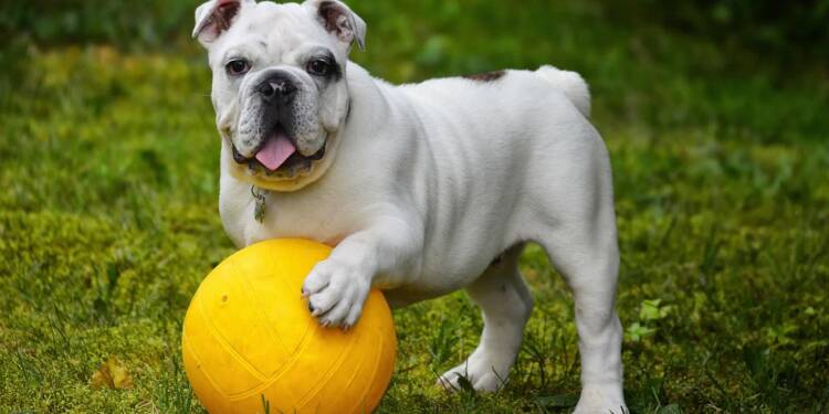 english bulldog 562723 1280 2025 07 30 094007