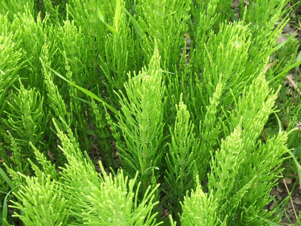equisetum arvense foliage 2025 07 01 075942