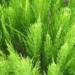 equisetum arvense foliage 2025 07 01 075942
