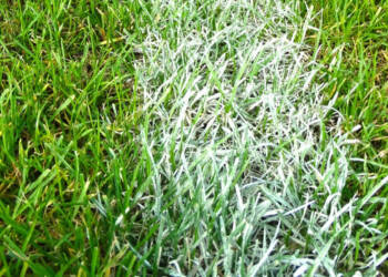 football field 488393 1280 2025 07 18 141832