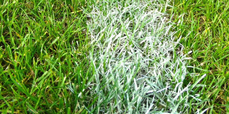 football field 488393 1280 2025 07 18 141832