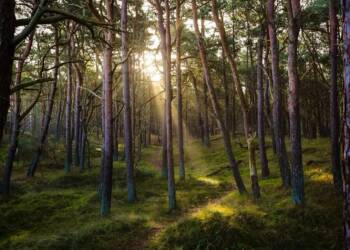 forest 7311484 1280 2025 07 30 084201