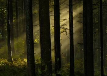 forest 8355748 1280 2025 07 25 212518