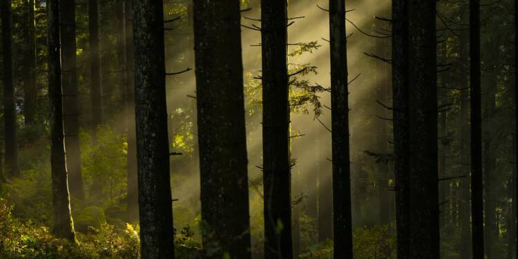 forest 8355748 1280 2025 07 25 212518