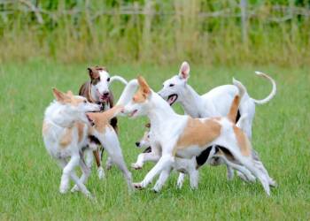 29.07.2025 Ekspresem przez historię 3 fun 2213606 1280 2025 07 29 070523